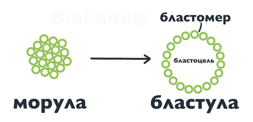 Вы точно человек?