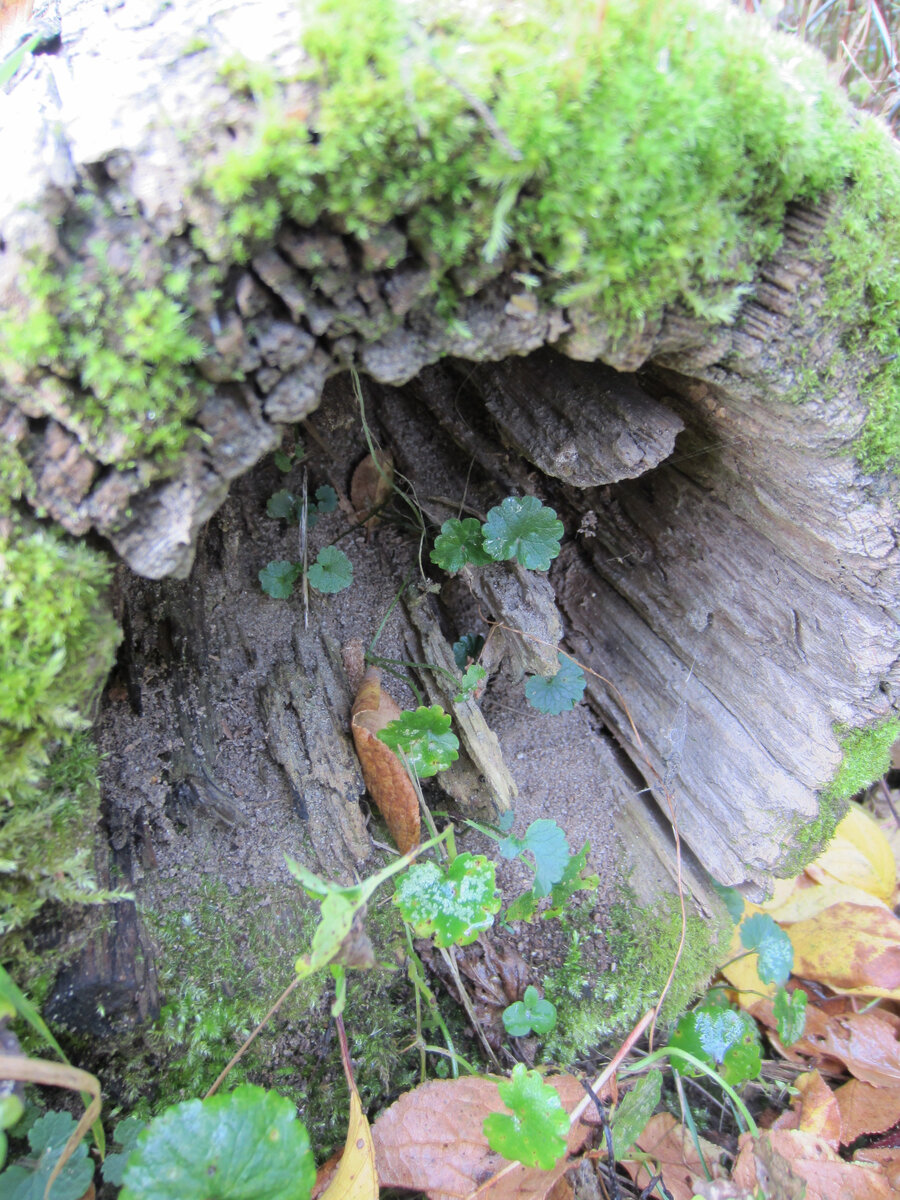 Бревно на защите экологии нашего сада😄