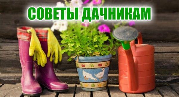 СОВЕТЫ ОГОРОДНИКАМ И  САДОВОДАМ