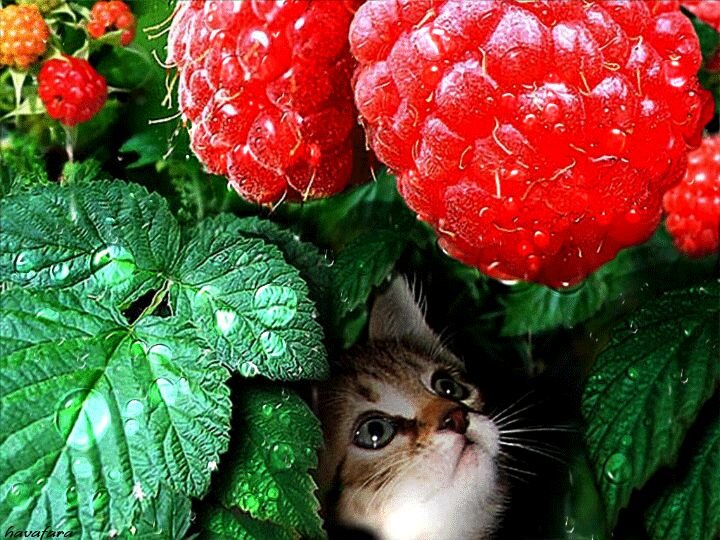 Осторожно с несъедобными фруктами и ягодами!