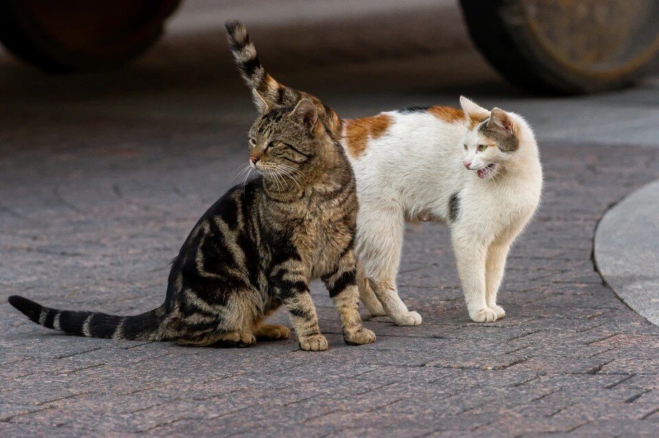     Случаи жестокого обращения с животными нередки. Но еще реже дело доходит до судебного разбирательства. Олег ЗОЛОТО