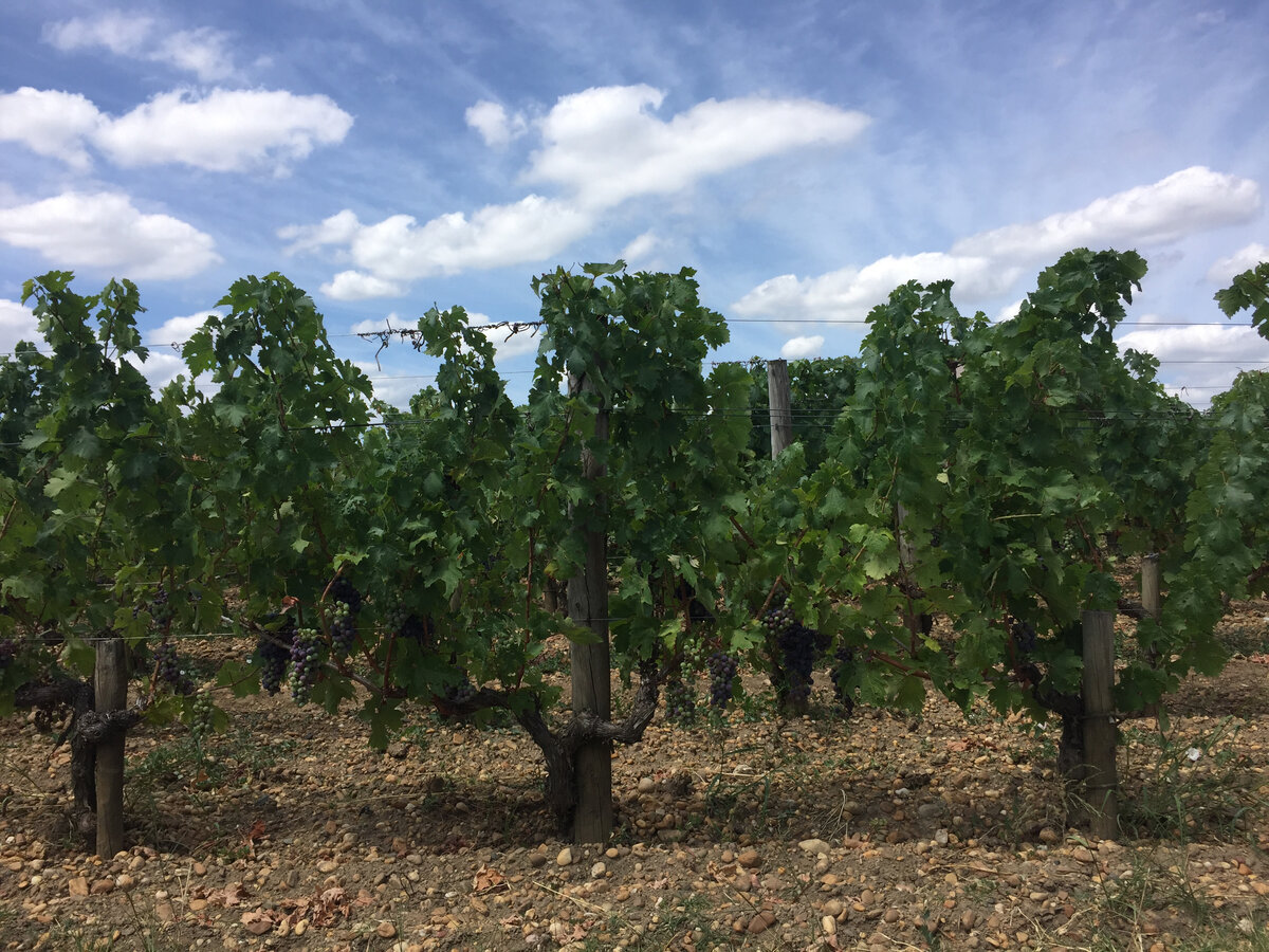 Виноградники во Франции.