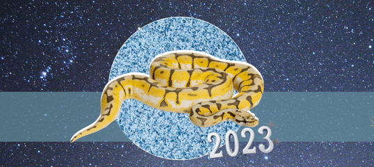 Змеи года рождения по Китайскому гороскопу: По Восточному гороскопу 2023 год находится под знаком Водяного Кролика. Какое влияние он окажет на знак Змея?