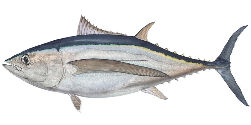 Thunnus alalunga