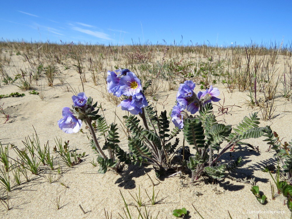 Синюха северная или с. опушенная (стебель, листья и чашечка опушены мягкими волосками)
