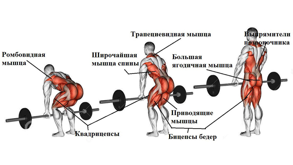 Как начать силовые тренировки грамотно? | Я Худею в Америке | Дзен