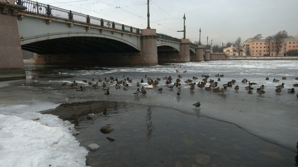 В Петербурге заметили редкую утку-блондинку. Она отличается не только  окрасом, но и осторожностью | Фонтанка.ру | Дзен