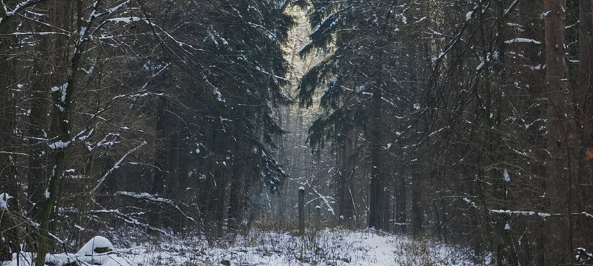 На старой дороге в глубине Лосиного Острова