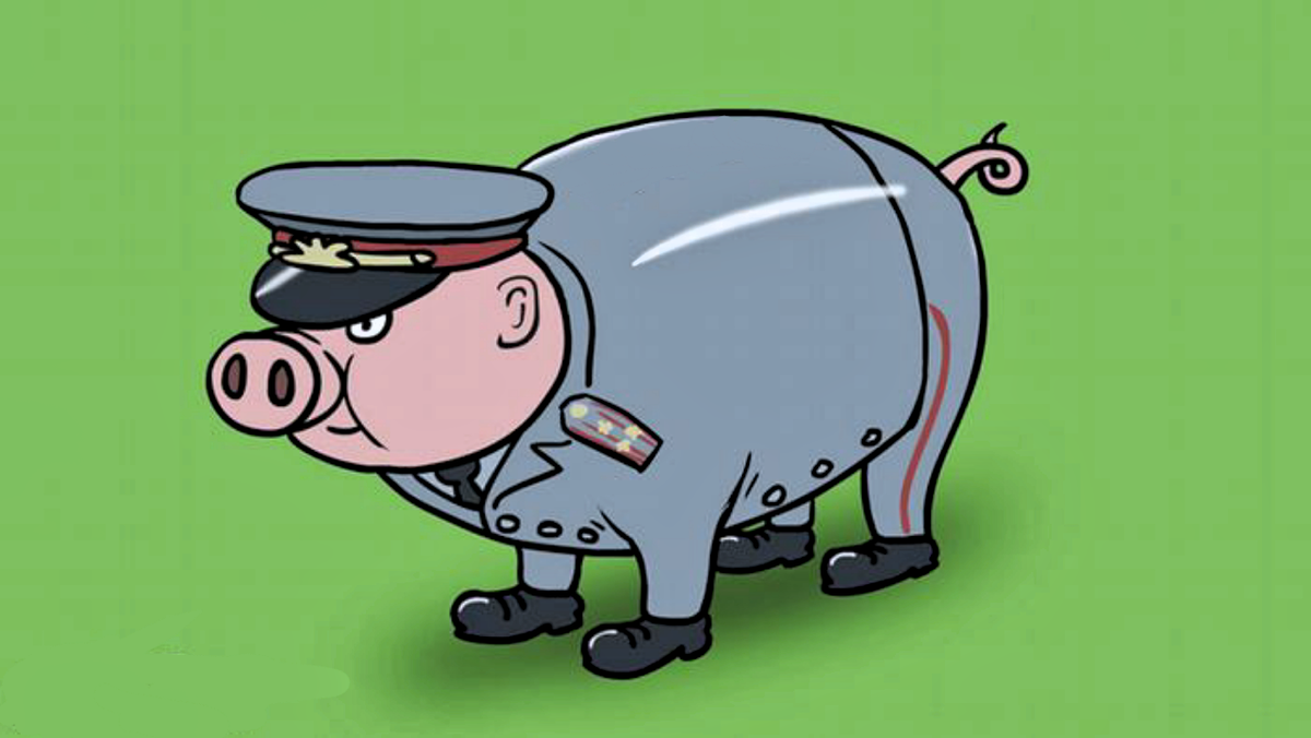 Свинья бандит. Свинья в форме полиции. Свинья в фуражке.