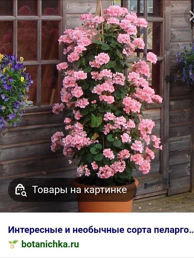 Скрин сделан  с поисковика 