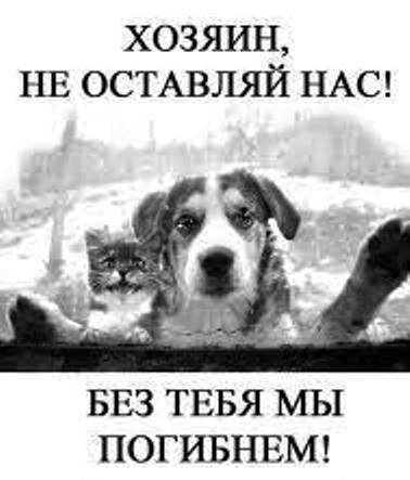 Из открытых источников интернета