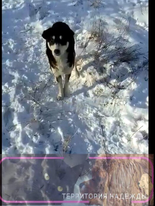 Мама щеняток