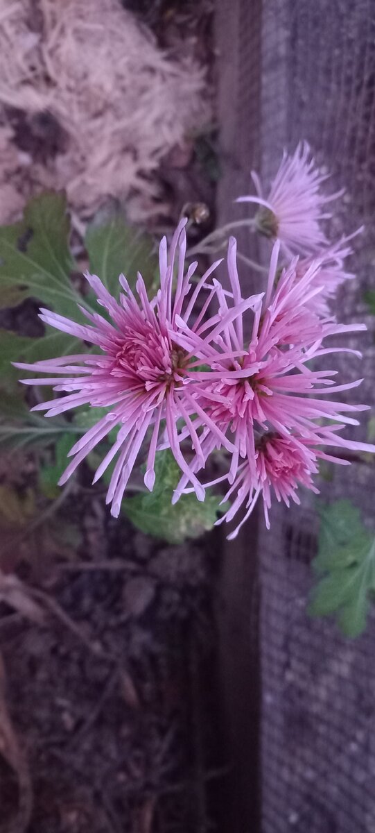 это моя новенька хризантема) еще цветет