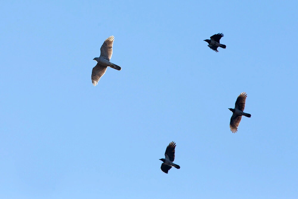 Вороны преследуют ястреба. Фото Сергей Клочев.