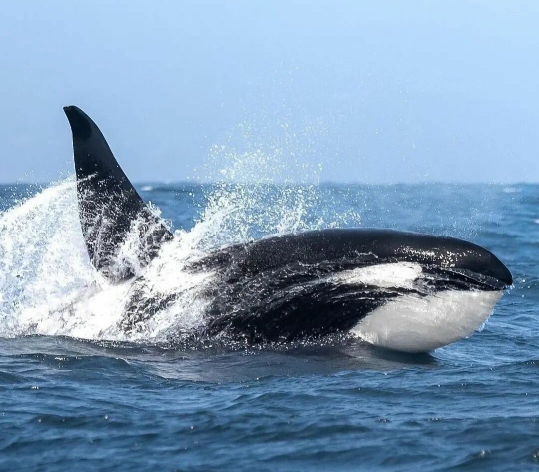 Косатка - кит-убийца. Описание, образ жизни, интересные факты о косатках. Фото и видео