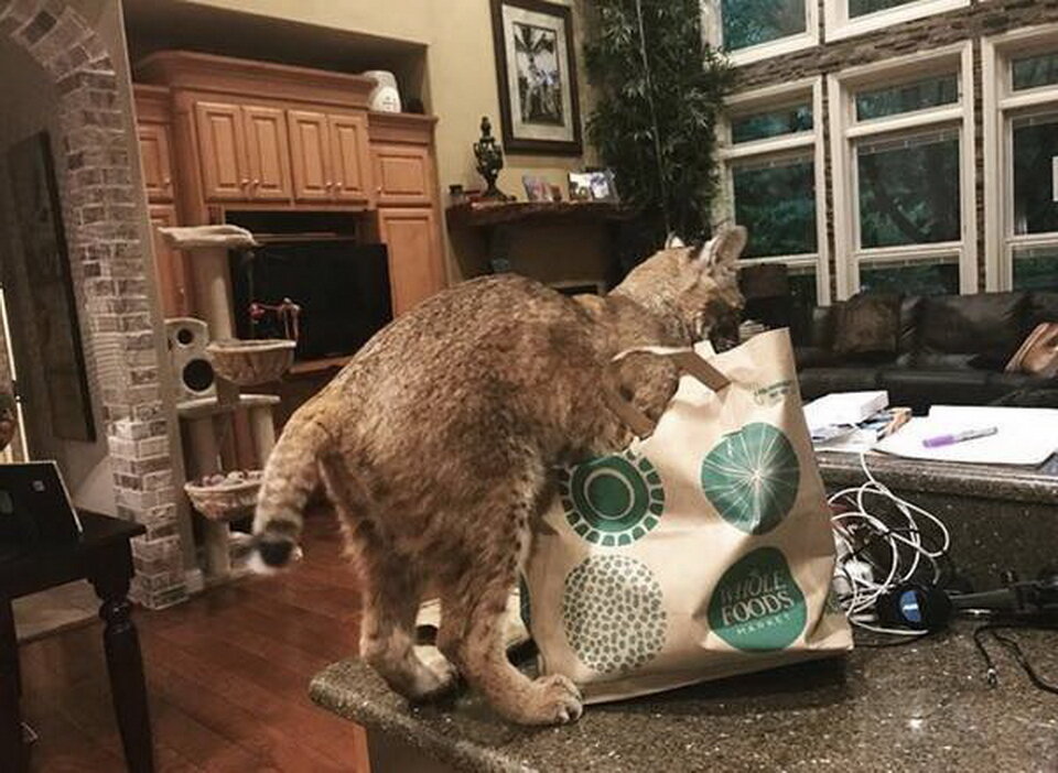 Как и все домашние кошки, эта сразу же полезла в пакеты, чтобы посмотреть, что там такое