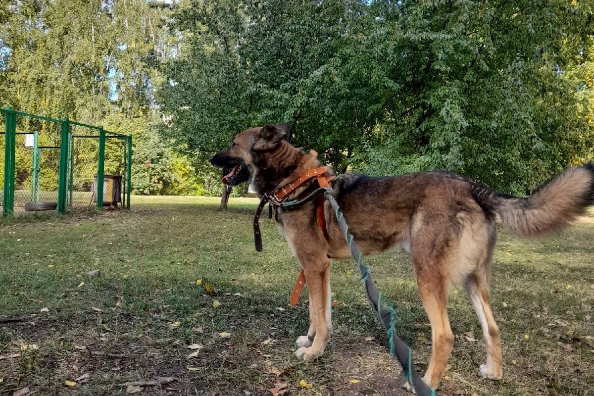 Майклик не гуляет на общей площадке