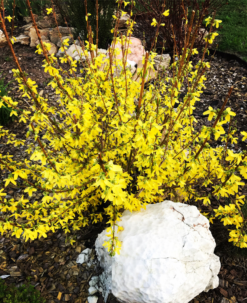 Моя совсем еще малышка Форзиыия цветет впервые. 2018 г