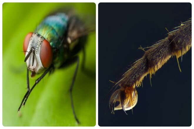 Почему мухи трут лапки друг о друга | InfoNotes.ru | Дзен