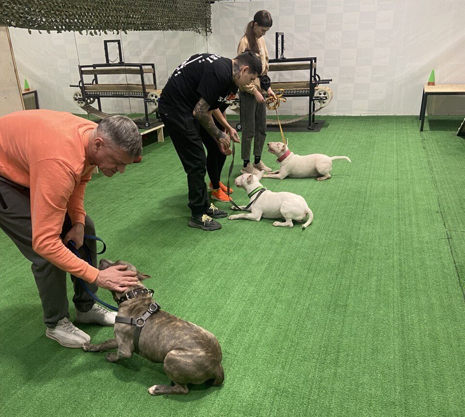 Групповое занятие по послушанию в DOGSENERGYM