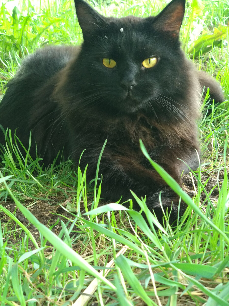 Шайтан и срлнечные ванны!