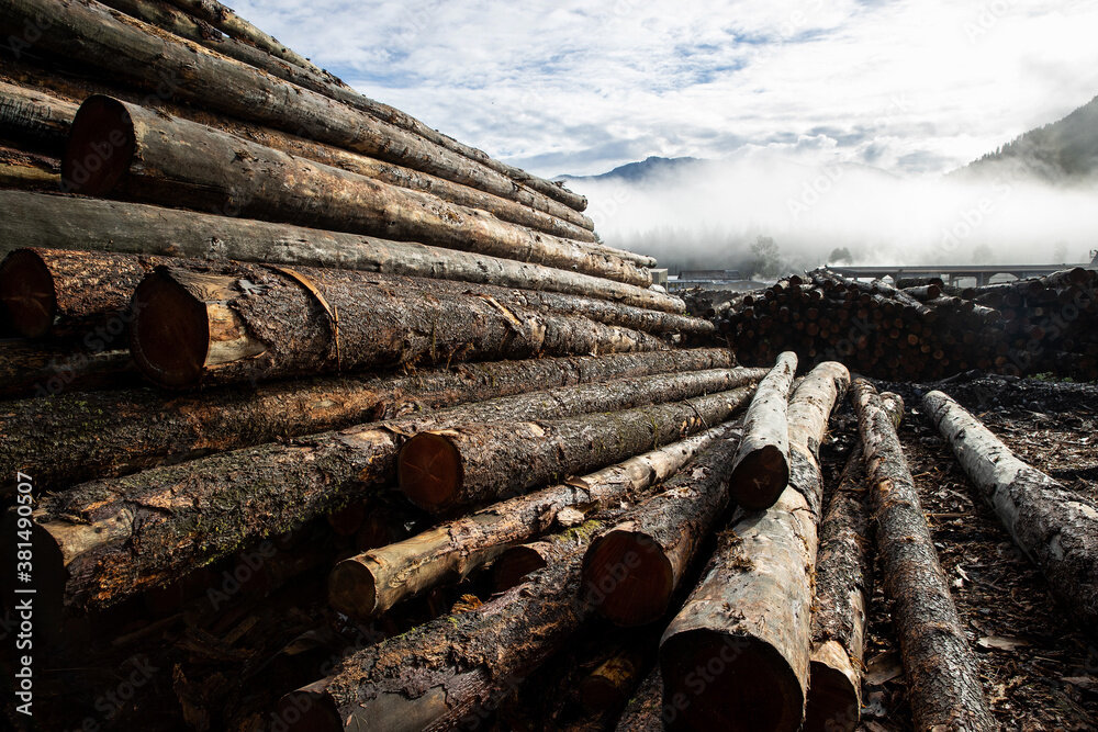 Получение бесплатного леса каждому