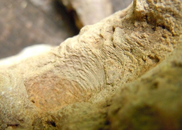 Этот осколок как бы сердолика уже известен множеству читателей Википедии, а благодаря копирайтерам, ещё и большему их количеству. Но сейчас он определяется как кварц, подвергнувшийся воздействию огнём.-26