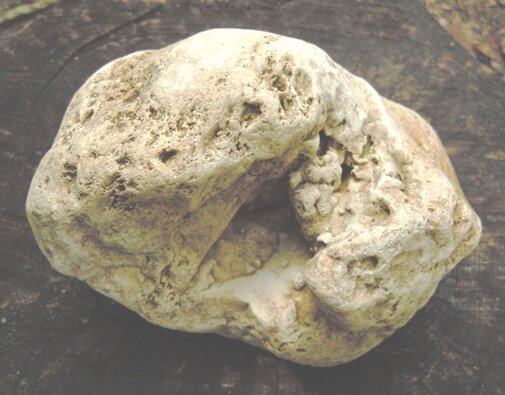 В галечнике Фарса у Новосвободной, к востоку от северной переправы. 2022 г.