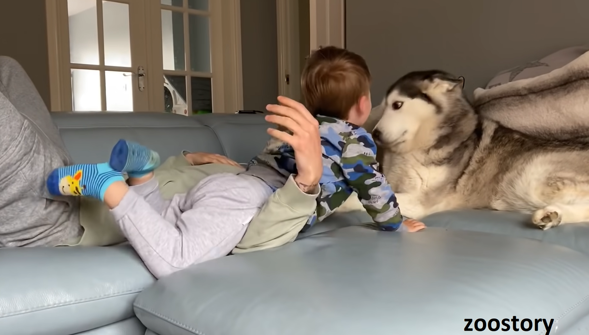 Сибирский хаски. Порода хаски. Сибирский хаски щенки. Сын хаски. Хаски блю ап.