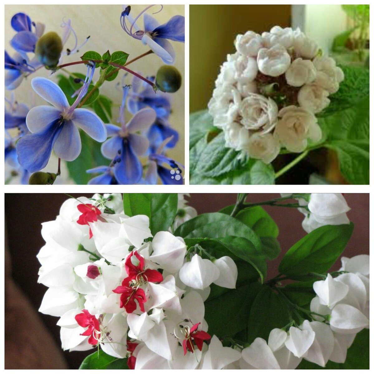 На этом фото предоставлены Клеродендрумы. Угандийский, Филиппинский, Томпсона.