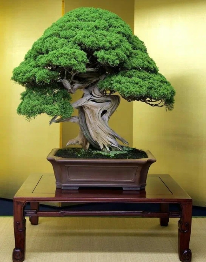 Как вам такой?