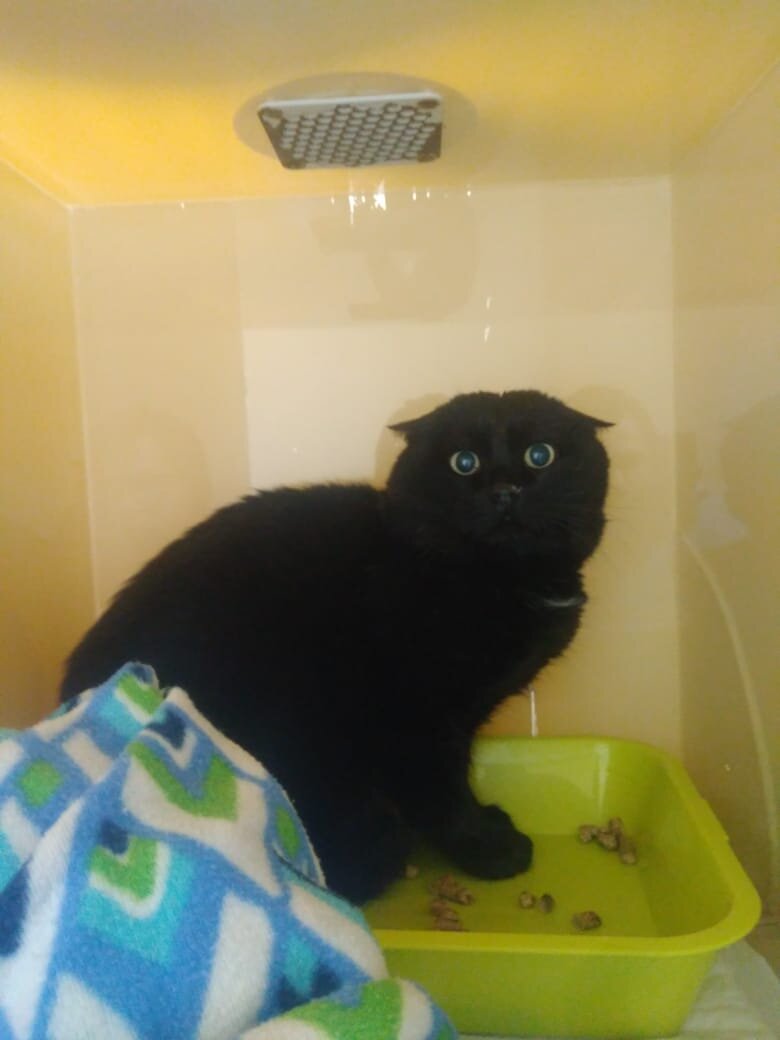 Блэк в боксе стационара