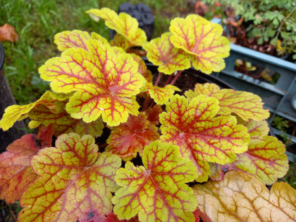 Растения из моей коллекции , растут в горшках. 