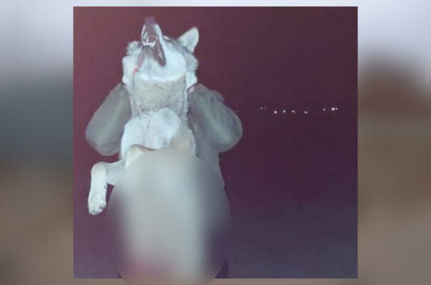    Волк, подстреленный около Котово