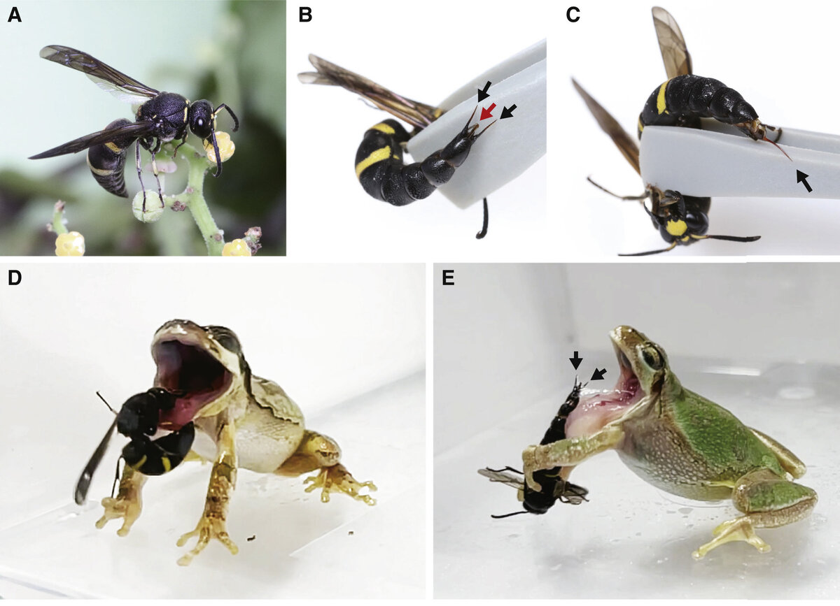    фото: Current Biology