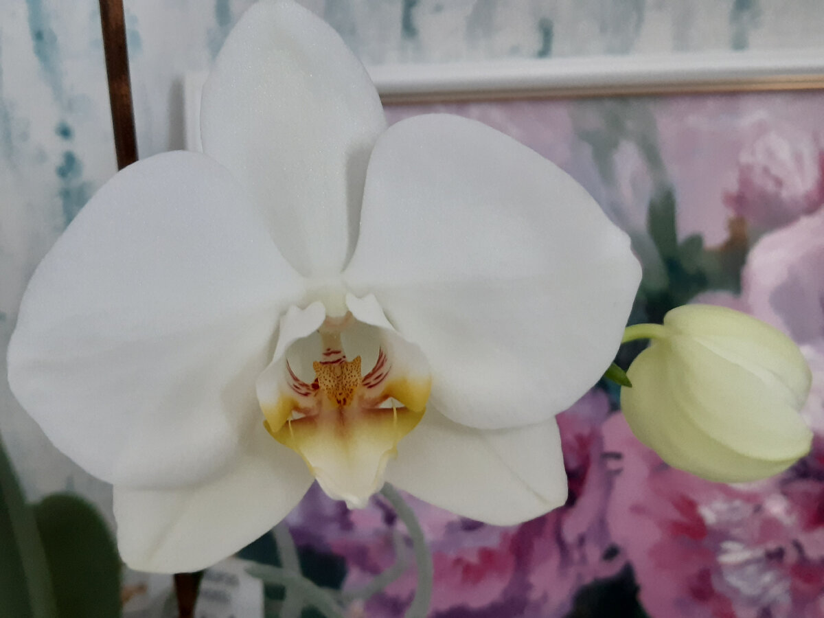 фото мое - орхидеи расцвели