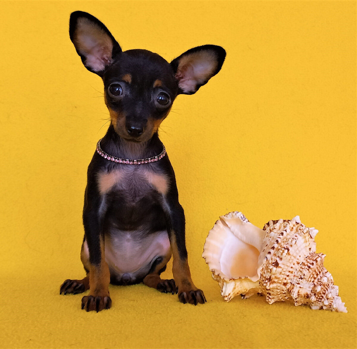 Если у меня выявится аллергия - можно щенка вернуть ? | Мини собачки ...