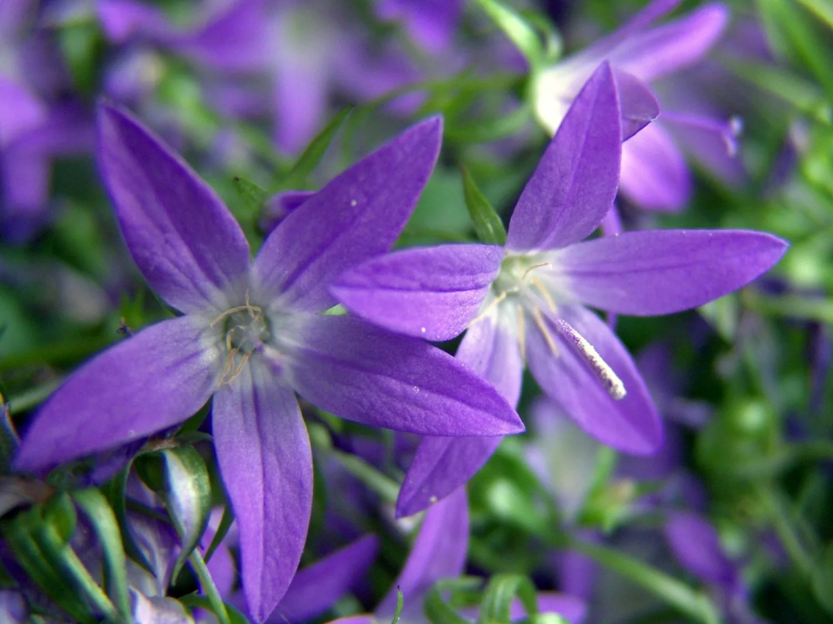 Колокольчик пожарского посадка. Колокольчик Пожарского (Campanula poscharskyana). Колокольчик Портеншлага (Campanula portenschlagiana).