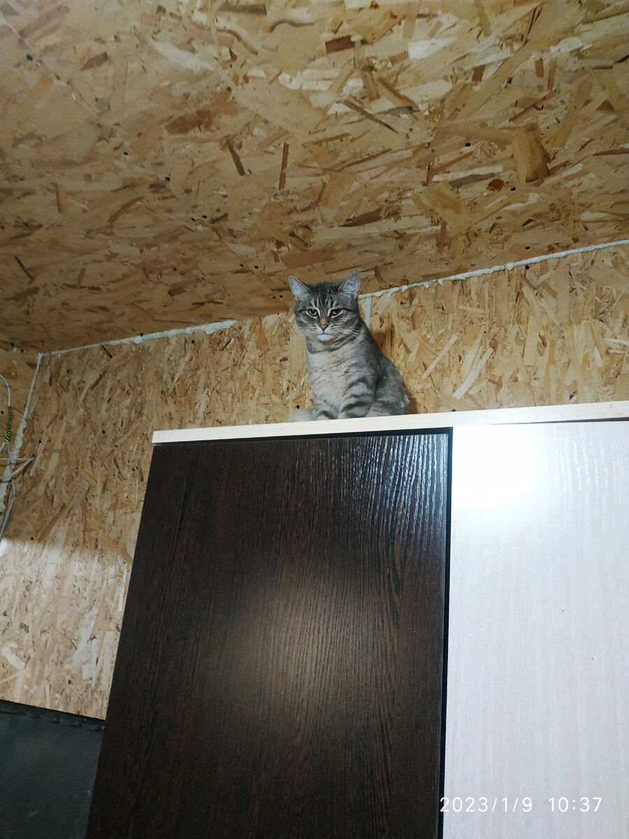 Кто это... Барсик или Маруська?