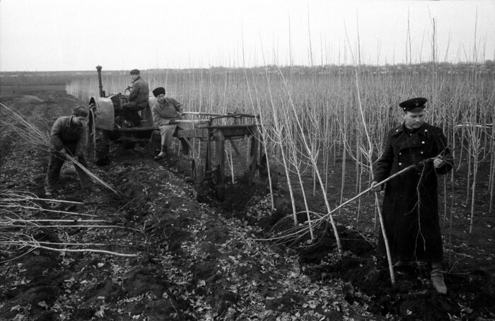 Изображение Яндекс Картинки. Высадка лесополос в СССР.