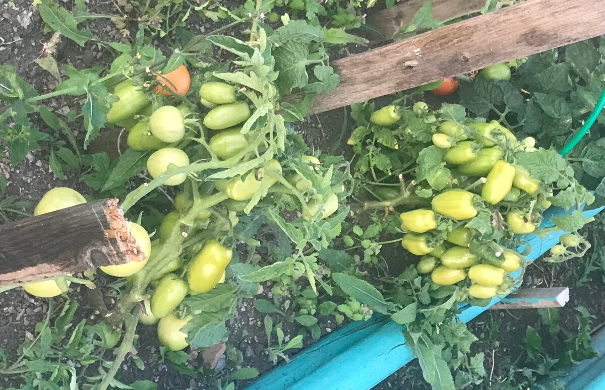 Нашла помидоры, которые никогда ничем не болеют - выращиваю эти 3 сорта и не нарадуюсь