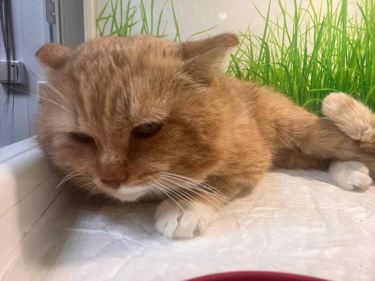 Без нашей помощи котику не справится 