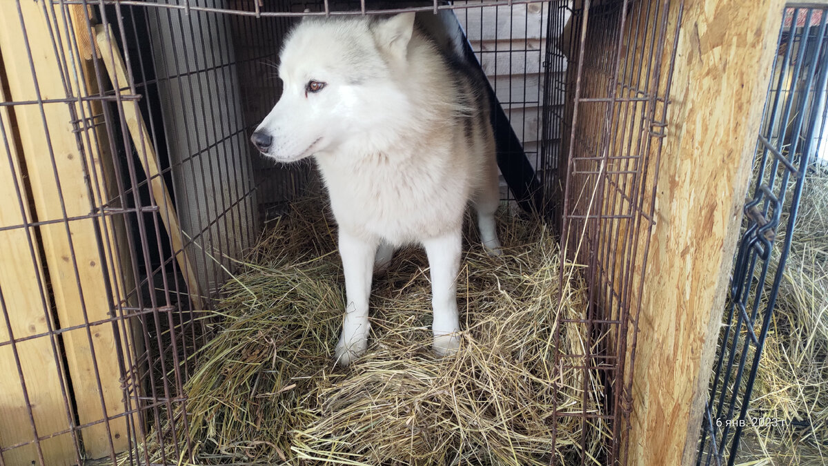 Я лучше дома посижу