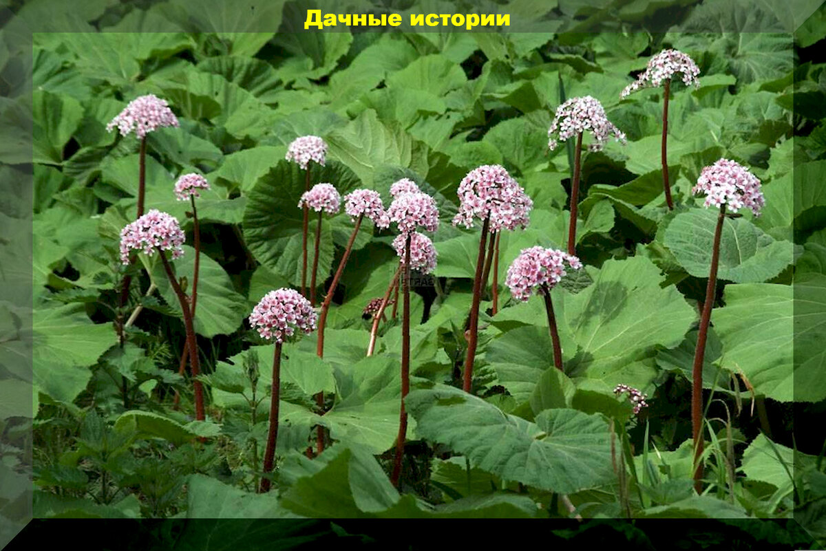 https://vk.com/photo-159774511_457257916. Дармера широколистная 