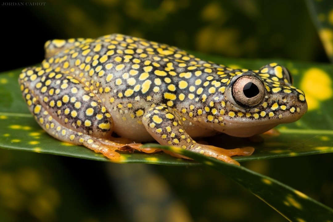 Heterixalus alboguttatus. Heterixalus madagascariensis. Мадагаскарская Мантелла. Мадагаскарская жаба.