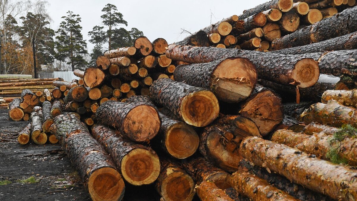    Лесозаготовительные работы в Новосибирской области© РИА Новости . Александр Кряжев