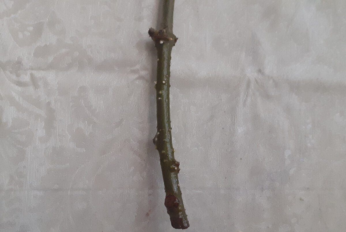 Выбор и заготовка веточек