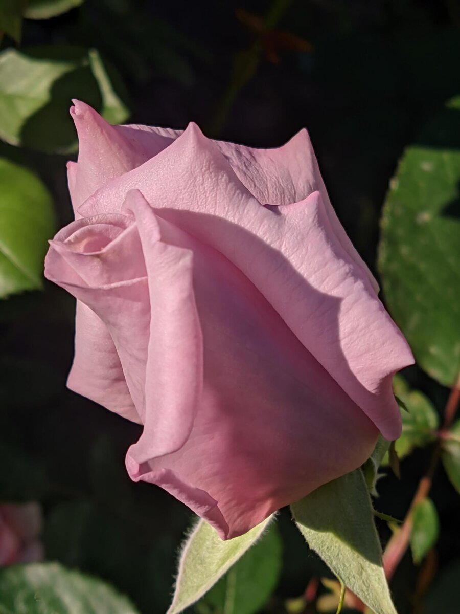 Индиголетта фото автора 