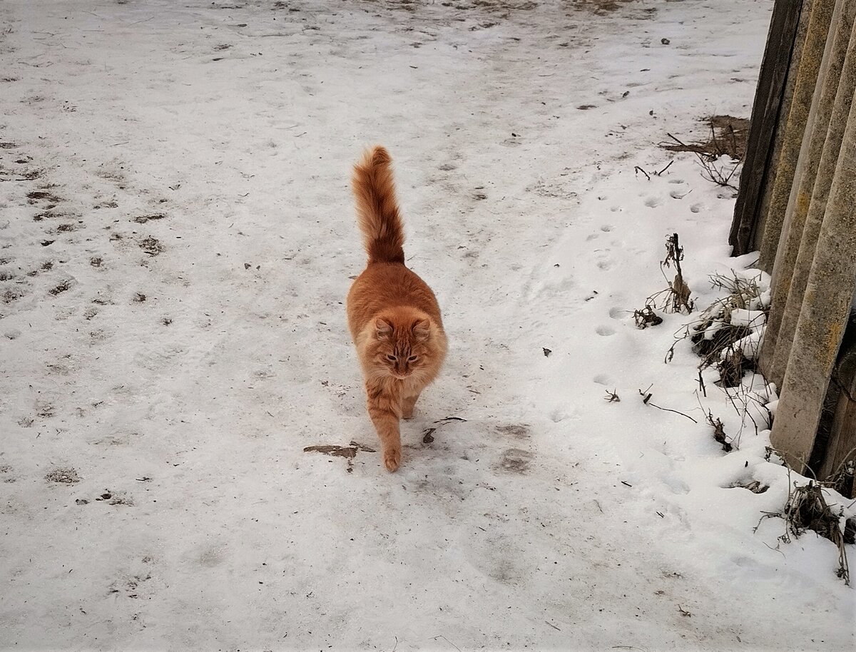 Ширик нагулялся, готов в тепло идти