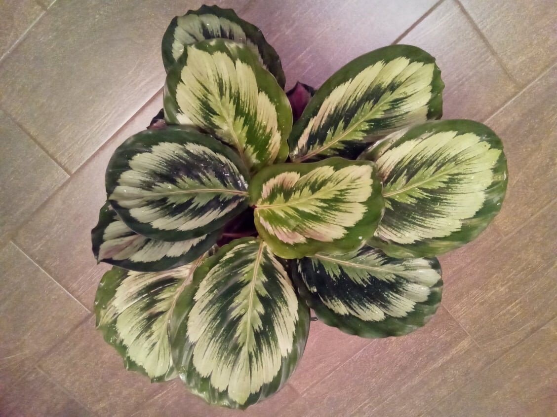 Калатея Медальон V2